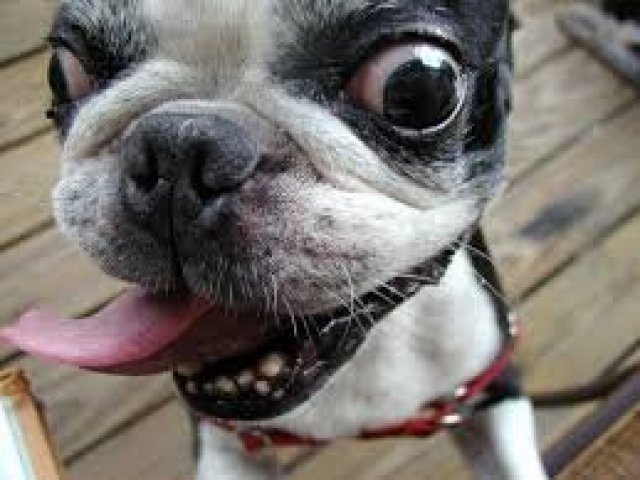 QUASEEEEEEEEEEEE
